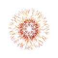 Kina - Burnt Orange