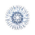 Kina - Navy