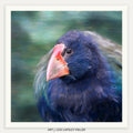 The Little Rascal (Takahe)