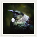 The Judge (Tui)