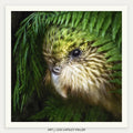 Ferny Friends Galaxy (Kakapo)
