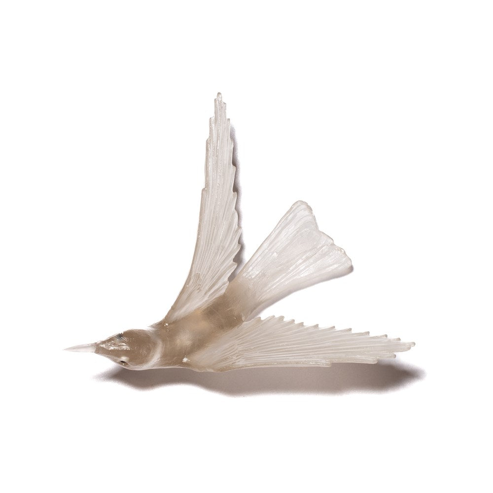 Korimako/Bellbird - Wings Back